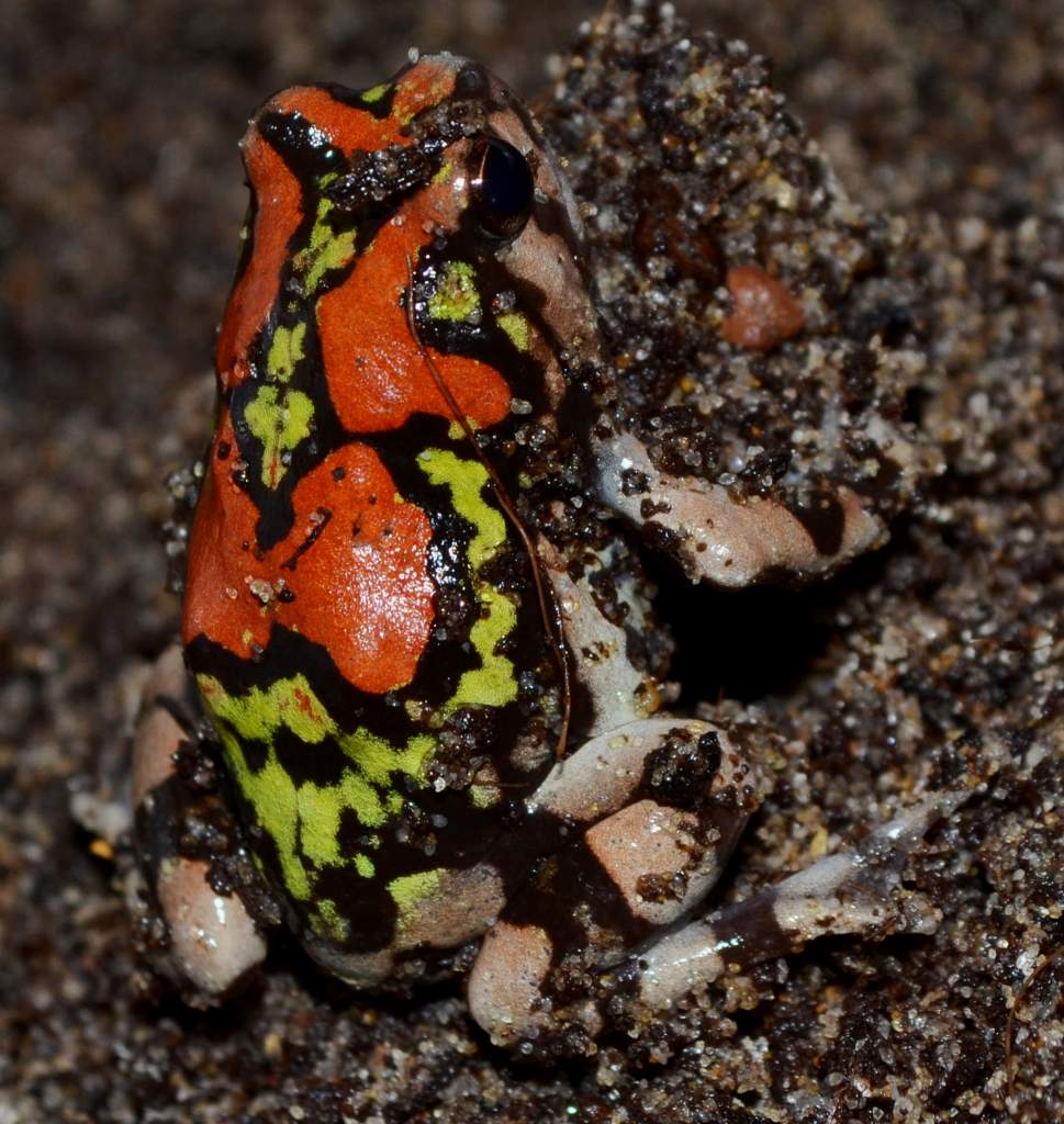 Malagasy Rainbow Burrowing Frog
Nomenclature: Scaphiophryne gottlebei
IUCN Red List: Endangered
Country of Origin: South-western Madagascar.


© 2013 