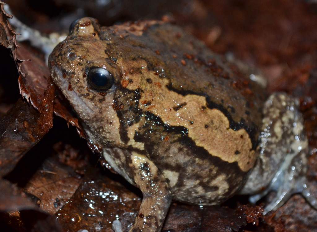 Malaysian Painted Bullfrog Female
Nomenclature: Kaloula pulchra
IUCN Red List: Least Concerned

Info: Is 1 of 14 species of the Kaloula genus (members