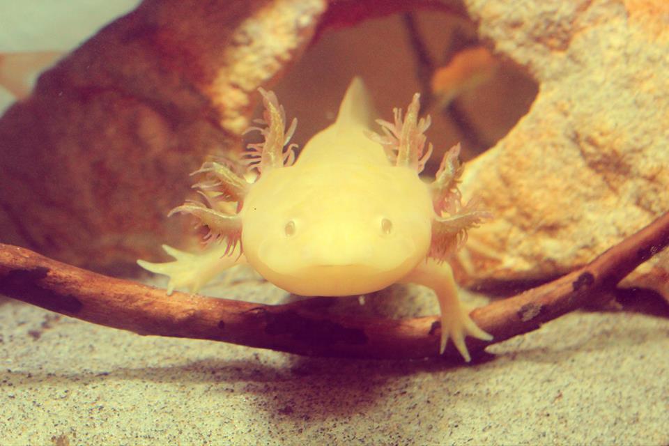 Male Albino: Charles Darwin