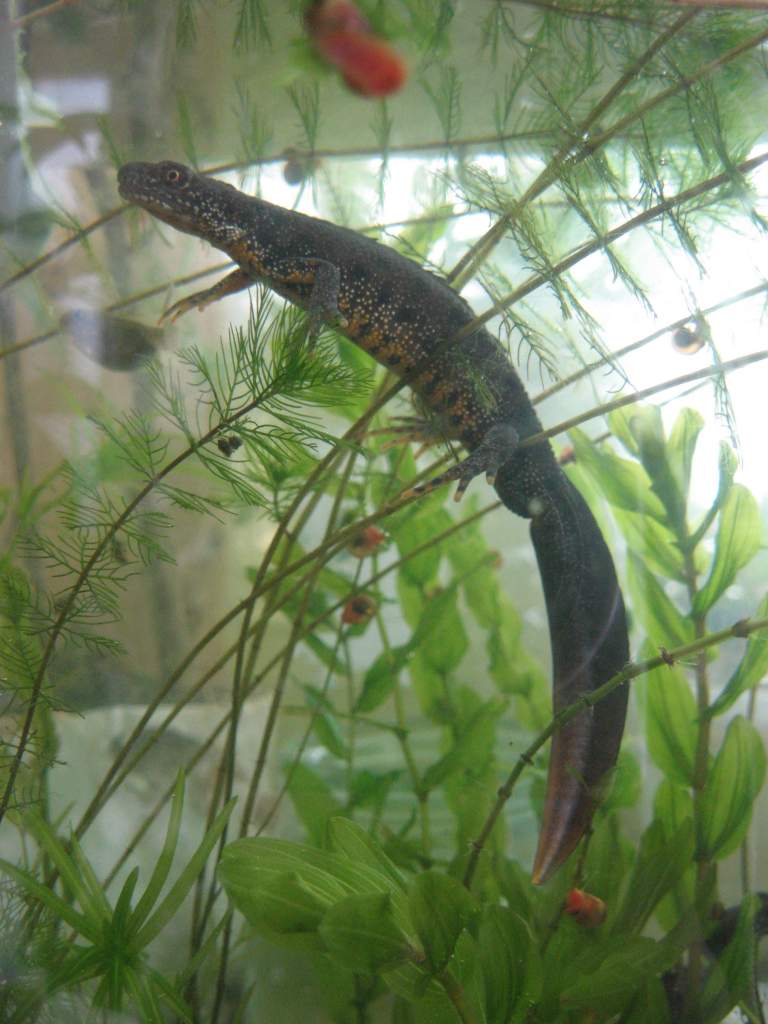 Male cristatus