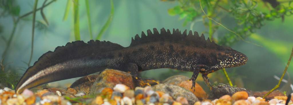 Male Great Crested Newt