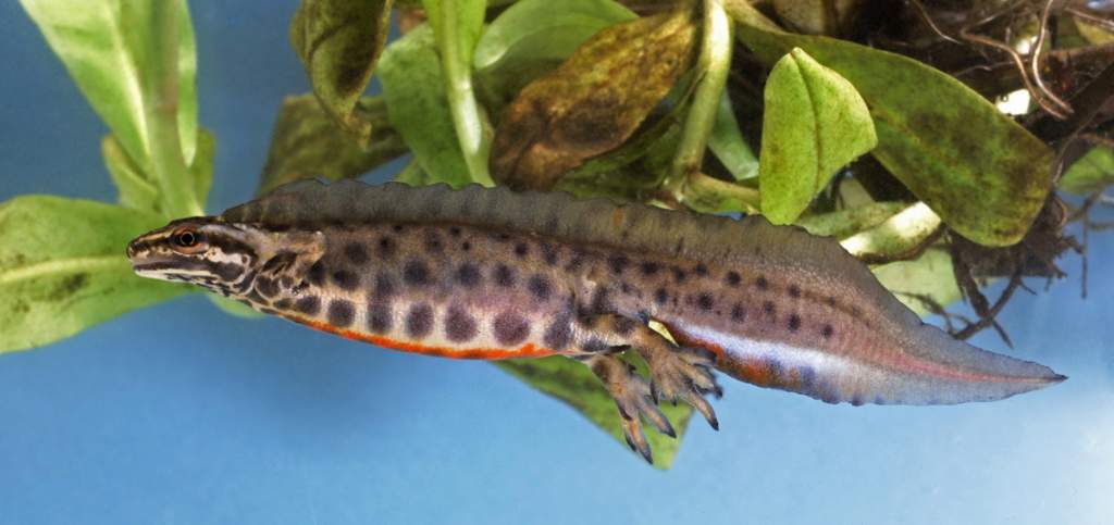 Male Smooth Newt