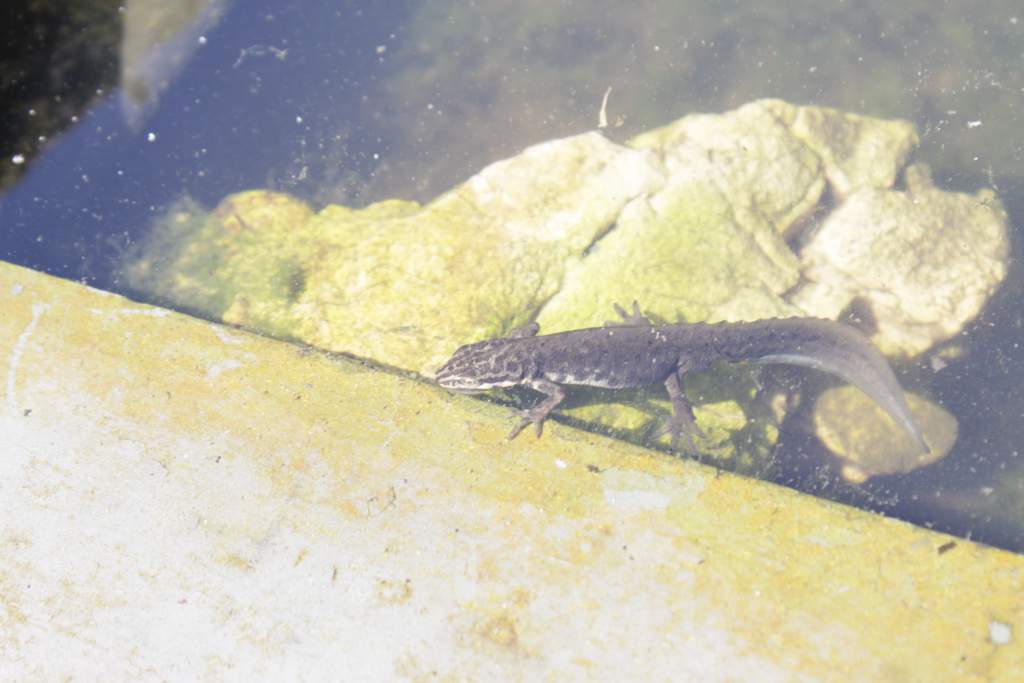 male smooth