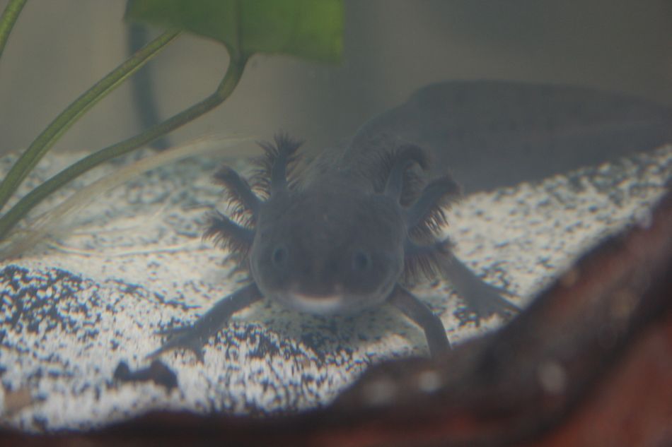 Male spotted melanoid.