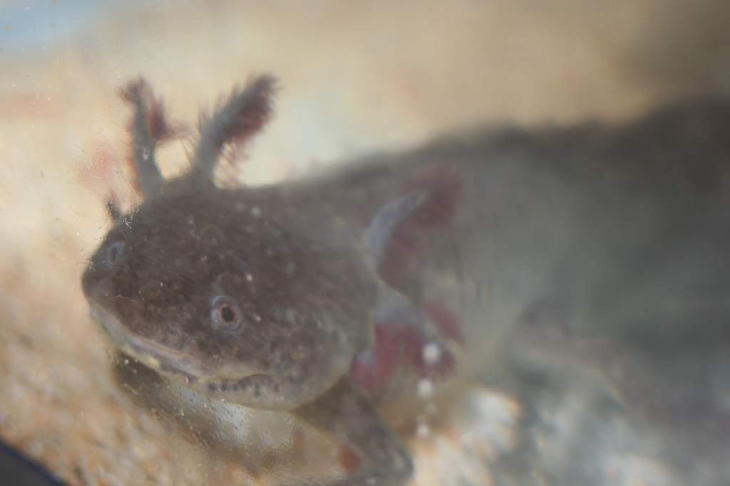 male wild type