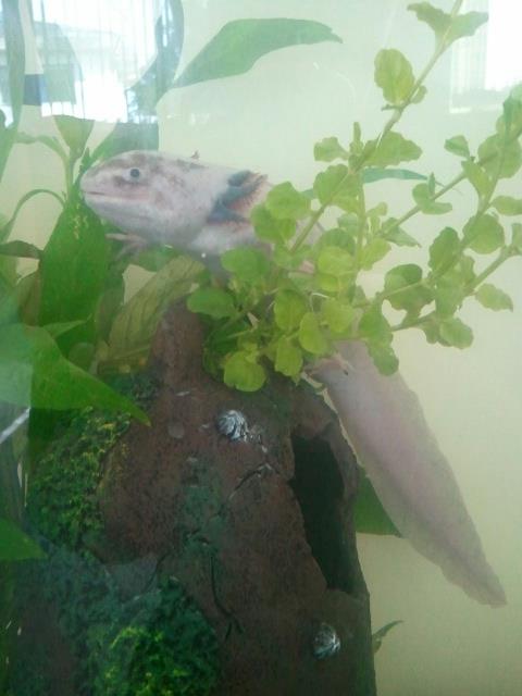 Male.