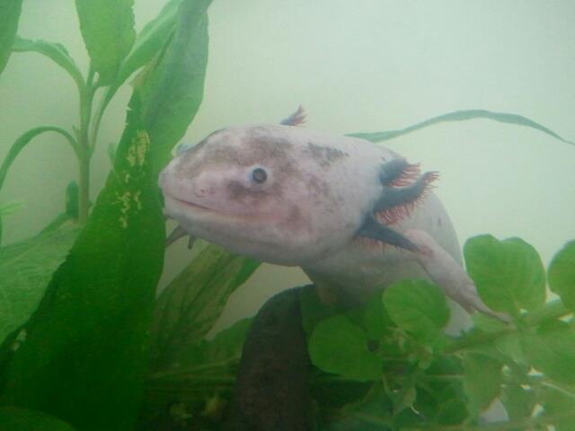 Male.