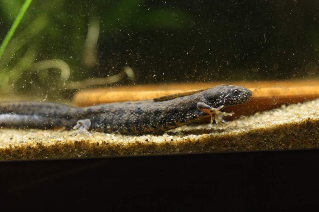 male