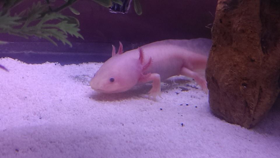 male