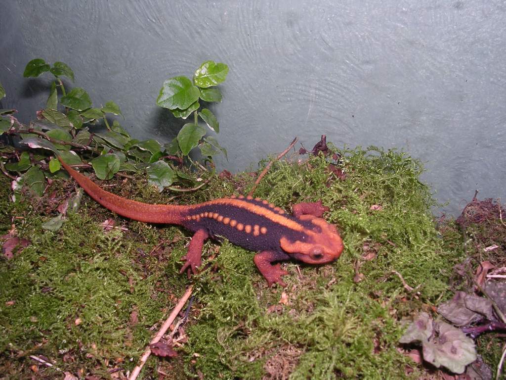 mandarin newt