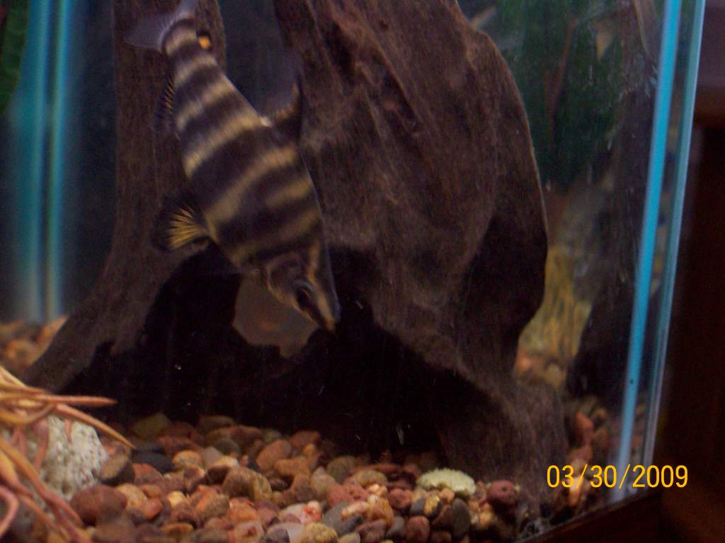 marbled head stander