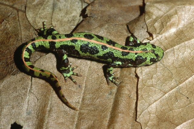 Marbled Newt (female)