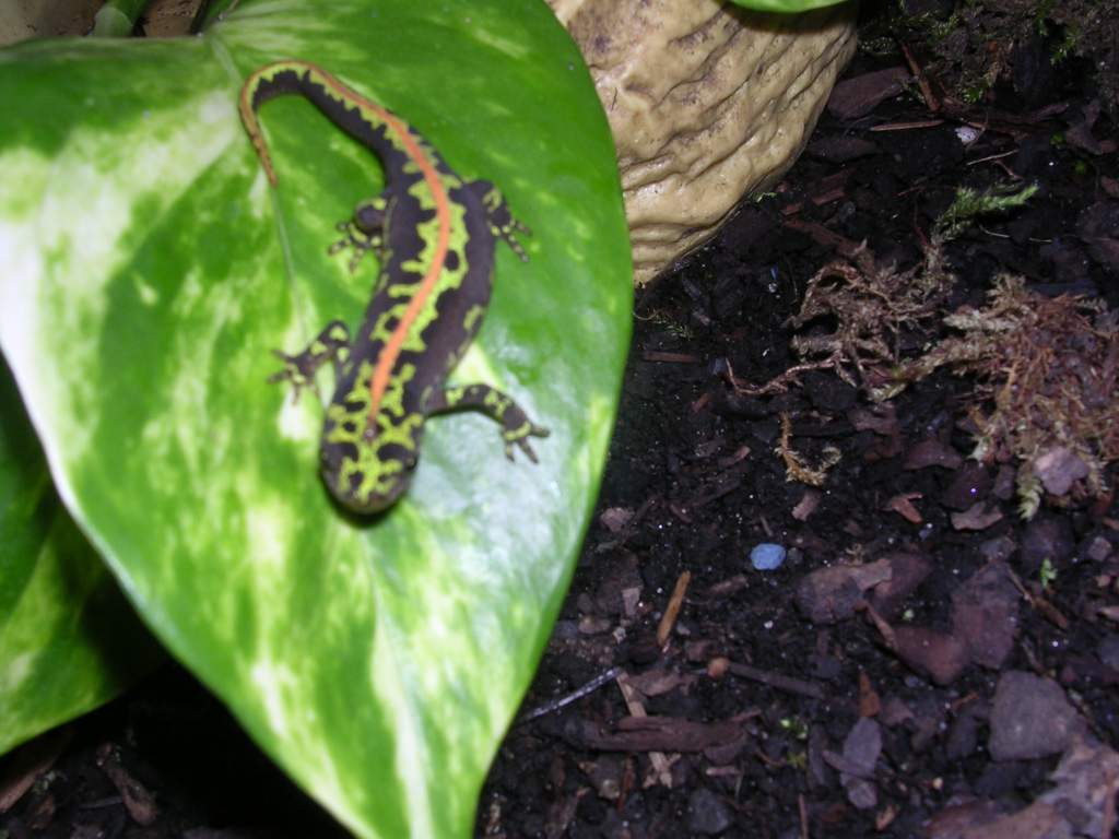marbled newt juvenile