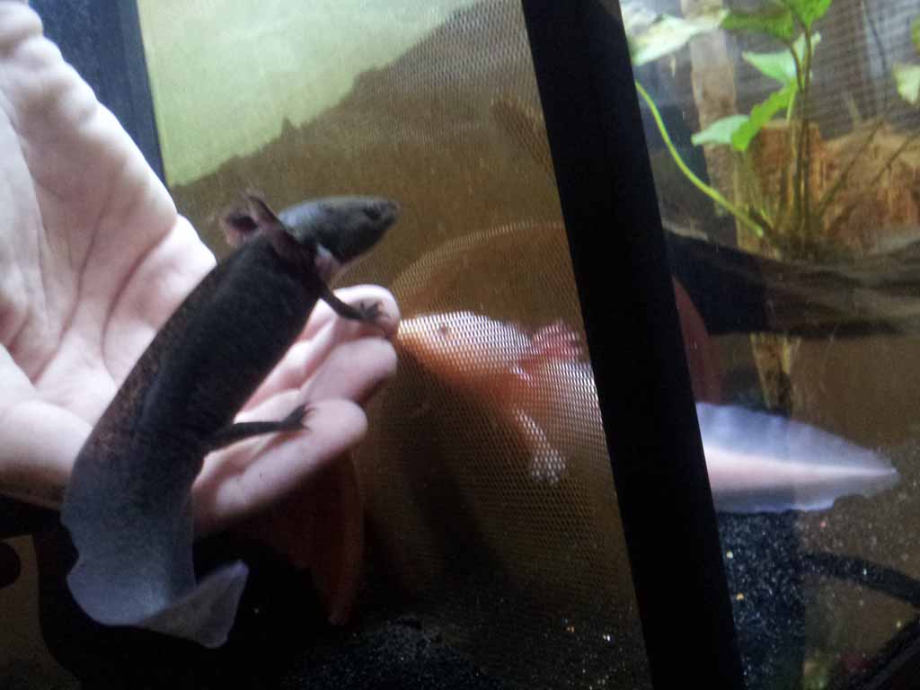 March 12, 2012

At this time, Matlal seemed very fond of swimming and perching upon my hand. In this picture, Marinus seems to be curious through the 
