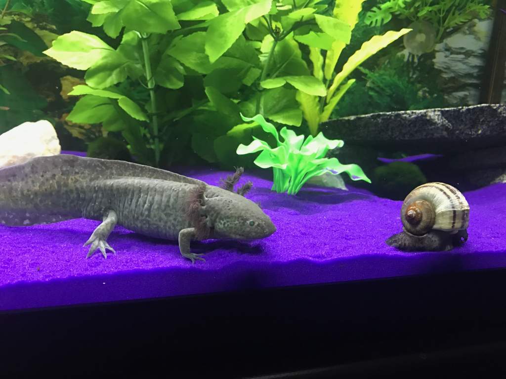 March 2017 hanging with Bob the snail in his new 75 gallon with Falcor