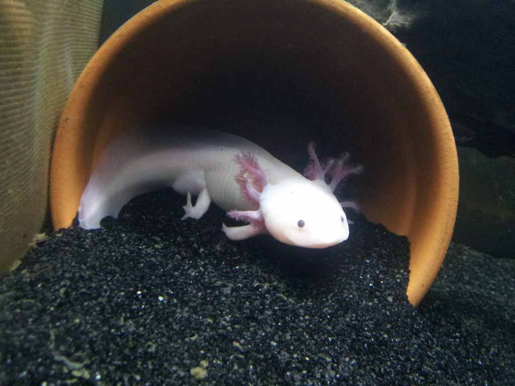 March 24, 2012

Marinus. In a pot. He is also very clearly male now if you compare him to the photo of him in December 11, 2012, when the mesh divider