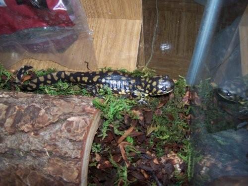 Marely, chillin by his log house