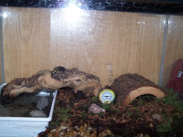 Marely in his habitat