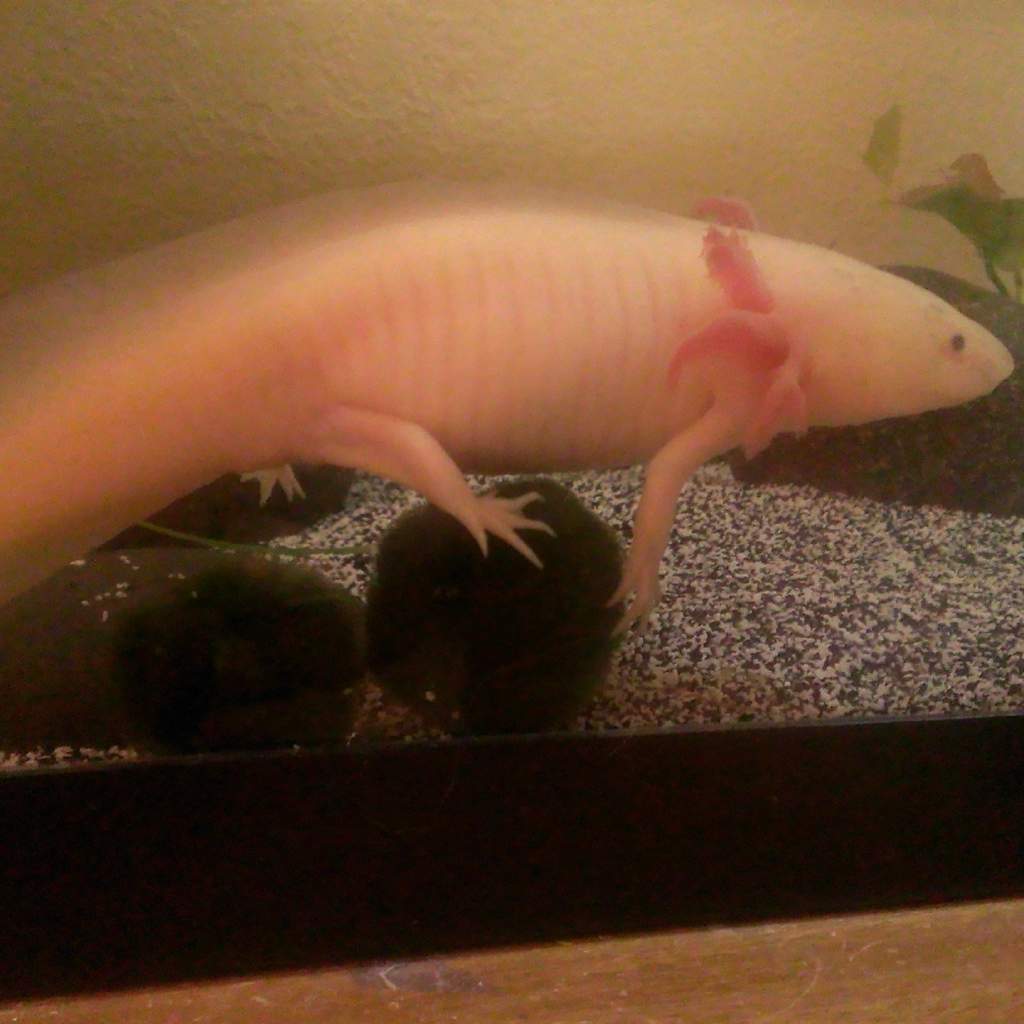 Marimo chillin'