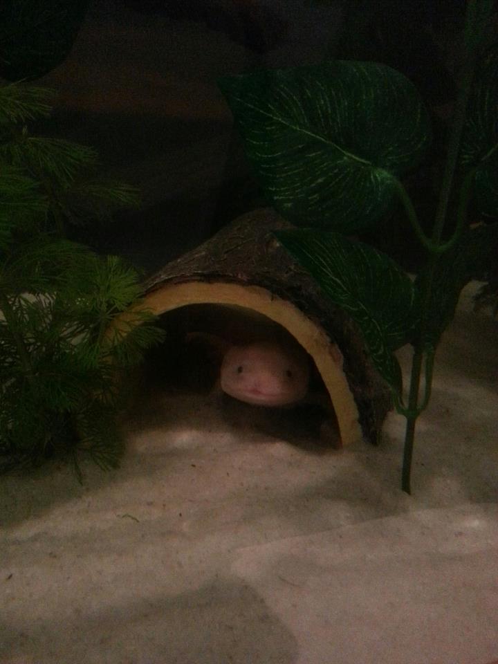 Marjorie in log