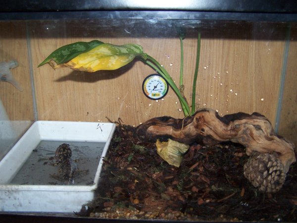 Marley, downing a night crawler in his pond