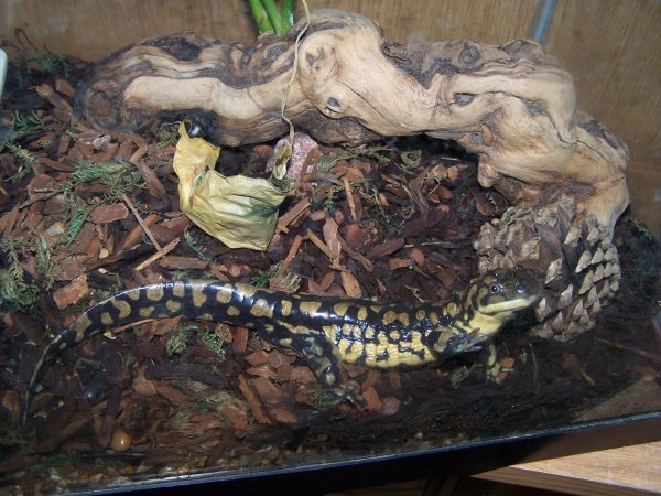 Marly begging for food :)