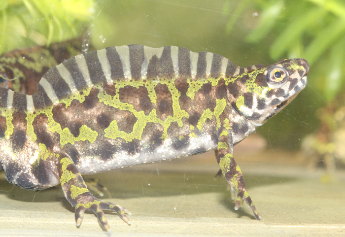 marm notadjusted small