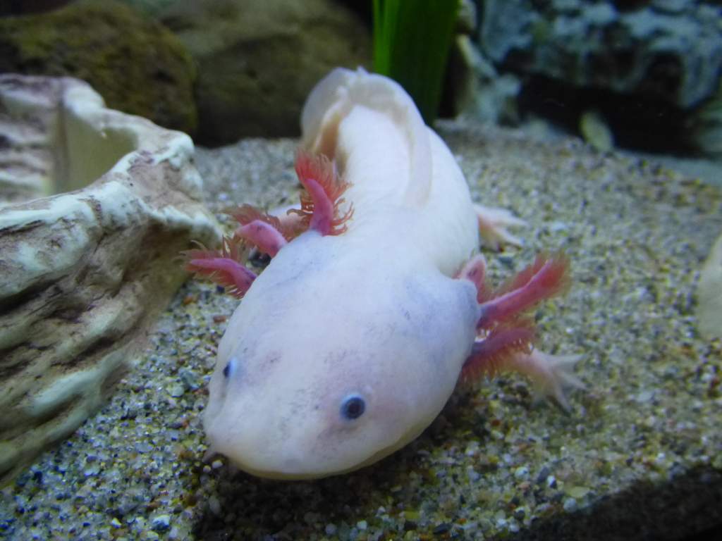 Martian - 1.5 year old male leucistic
