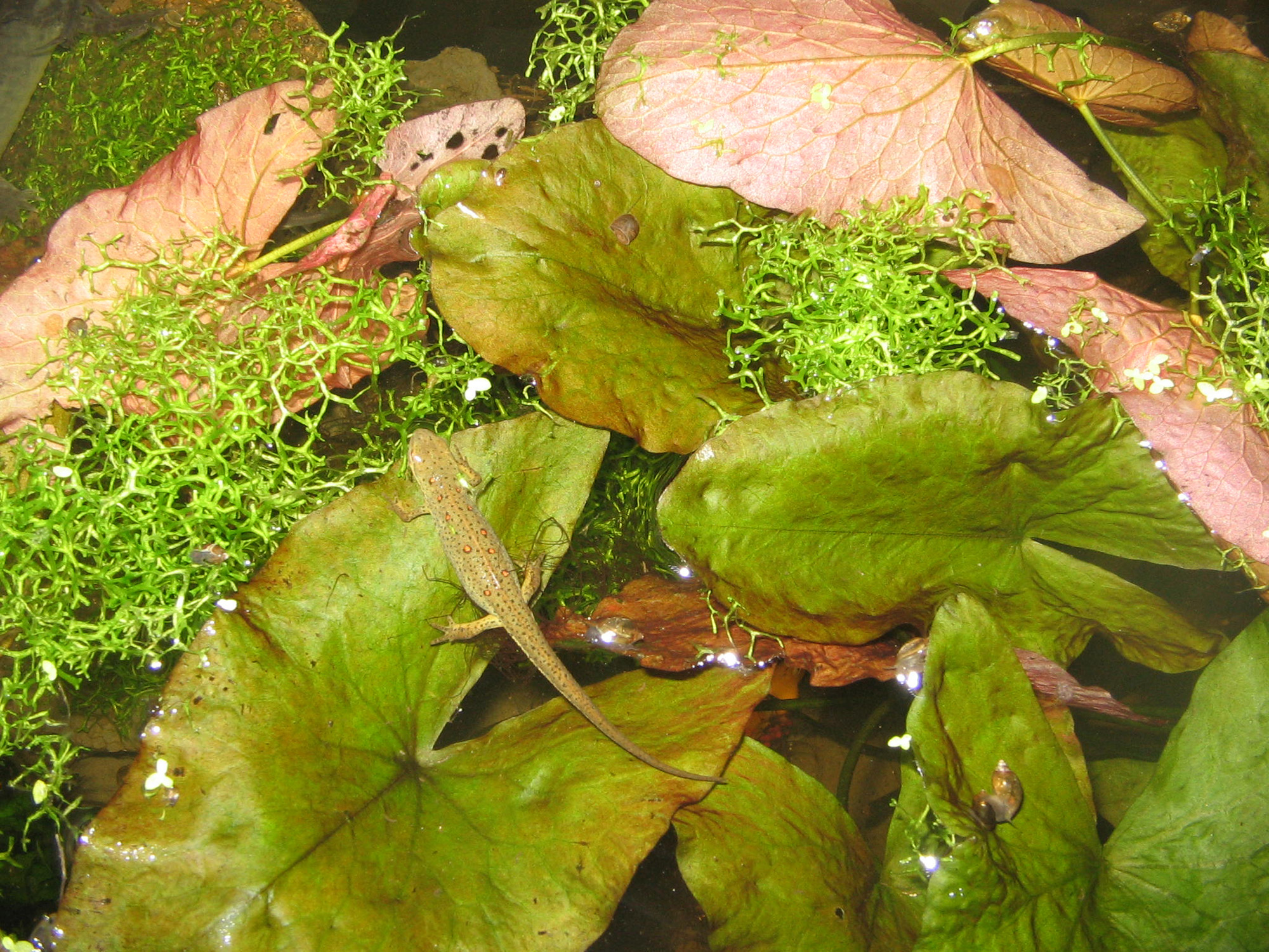 Marty Fentress - Notophthalmus viridescens