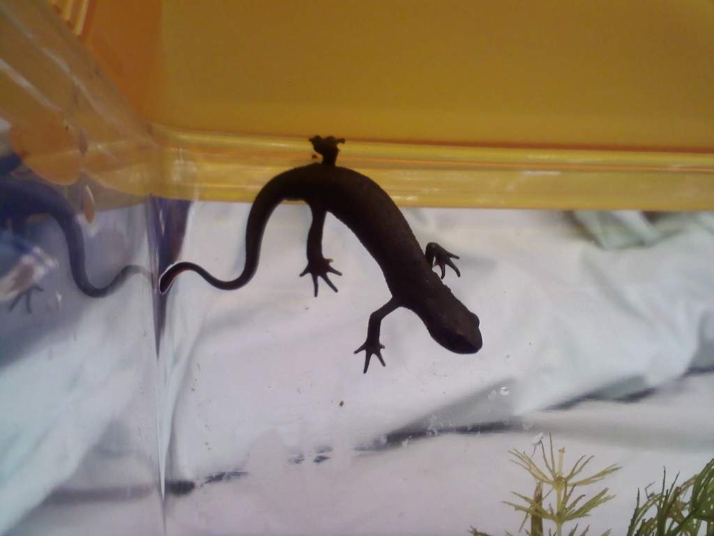 Matilda

-from the children's movie, when the girls put the newt in the pitcher and it lands on the principal's face :-)