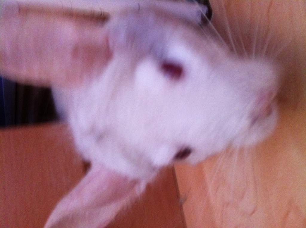 Max - chinchilla