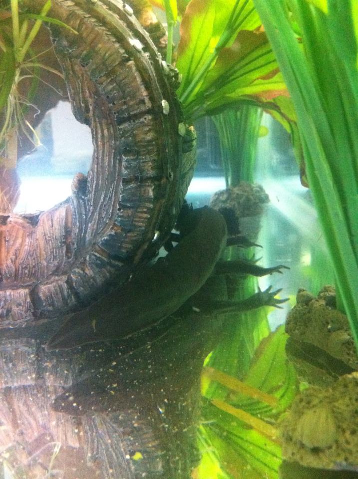 Maximus chillaxing behind the barrel their  favourite plac to be :)