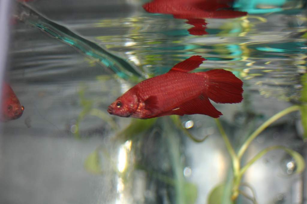 may not be an amphib, but I take pride in fish keeping. This is Corona my fiery gorgeous red betta. She lived with my newts for a while.
