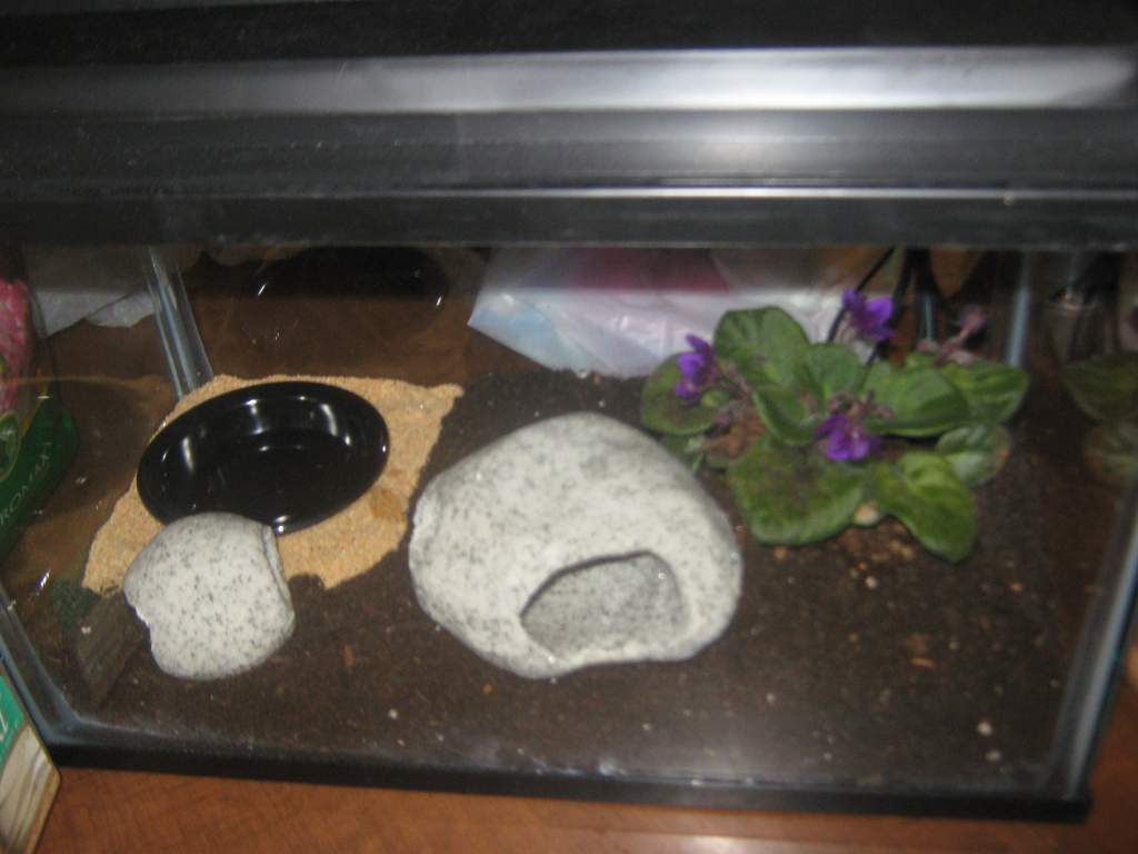 McChillin's tank
