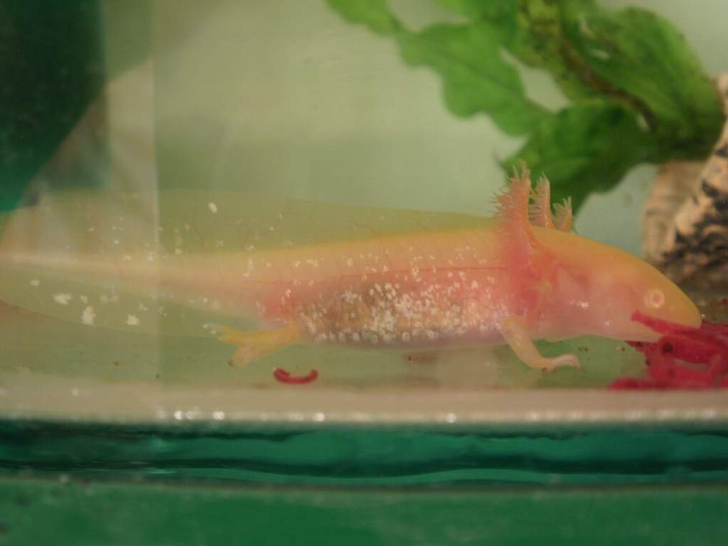 Meal time for Lex :3