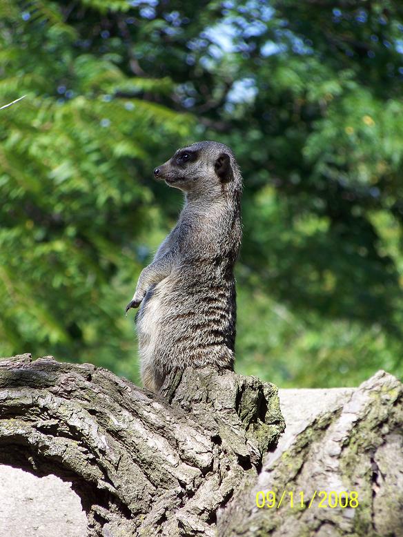Meerkat