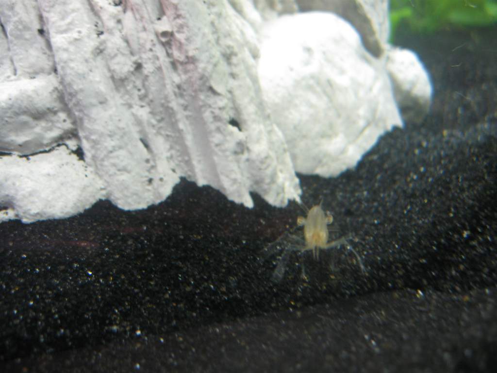 Meet Carl, my ghost shrimp!