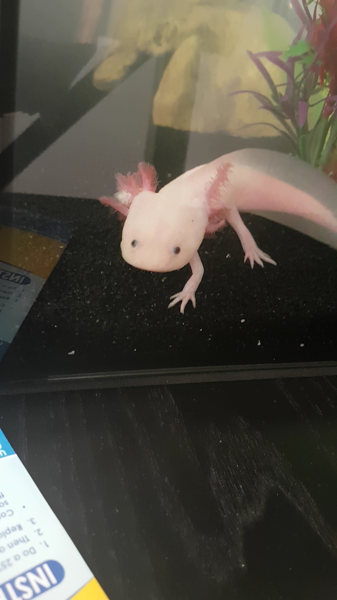 Meet Mudkip!