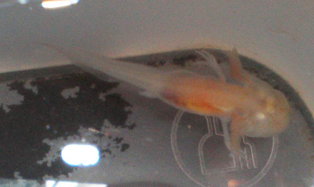 Melanoid Albino