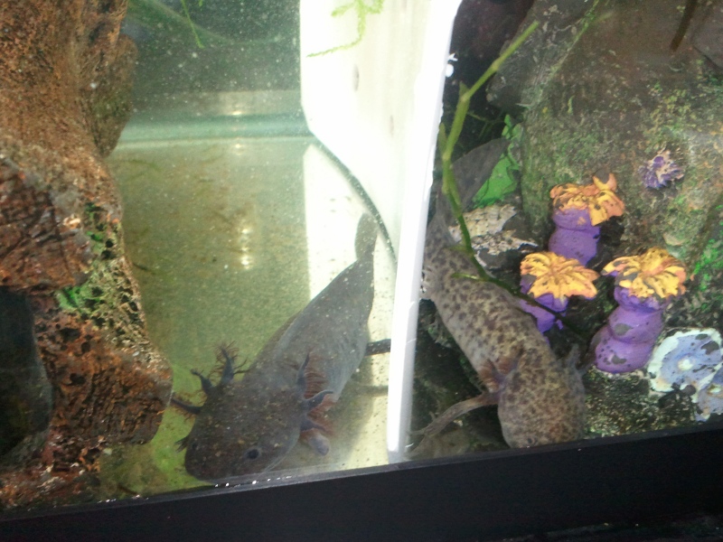 Melanoid (left) & Wildtype (right)