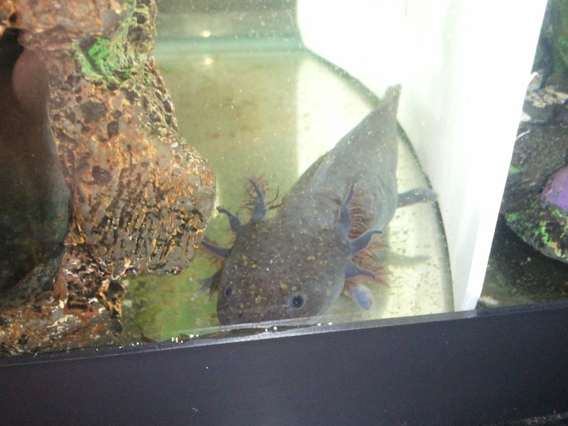 Melanoid - Regrowing some feets