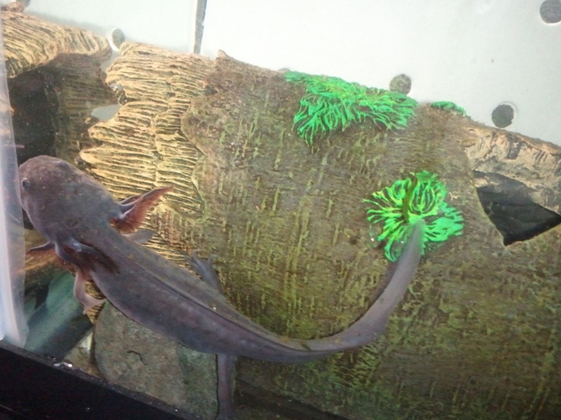 Melanoid