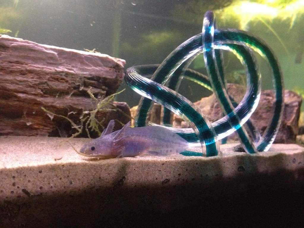Melanoid