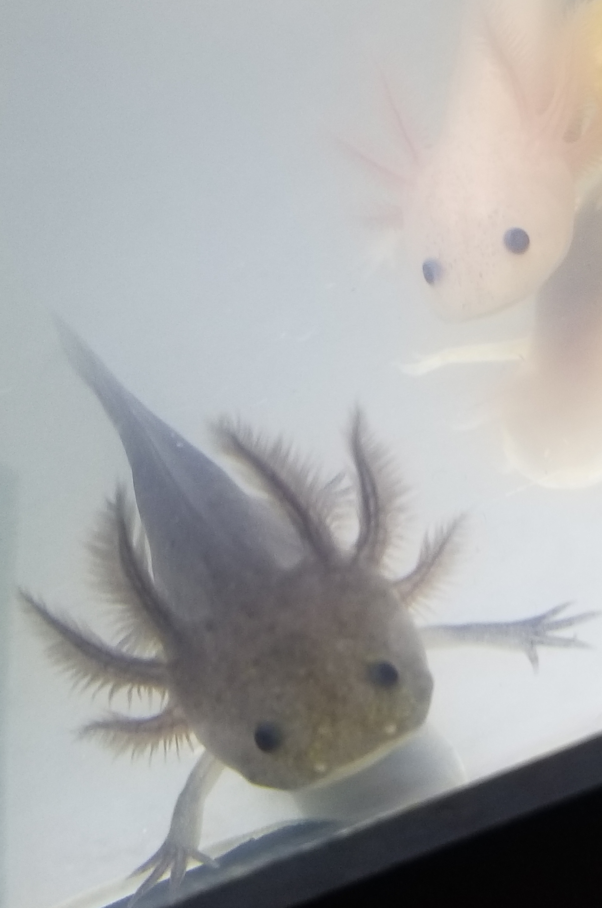 Melanoid?