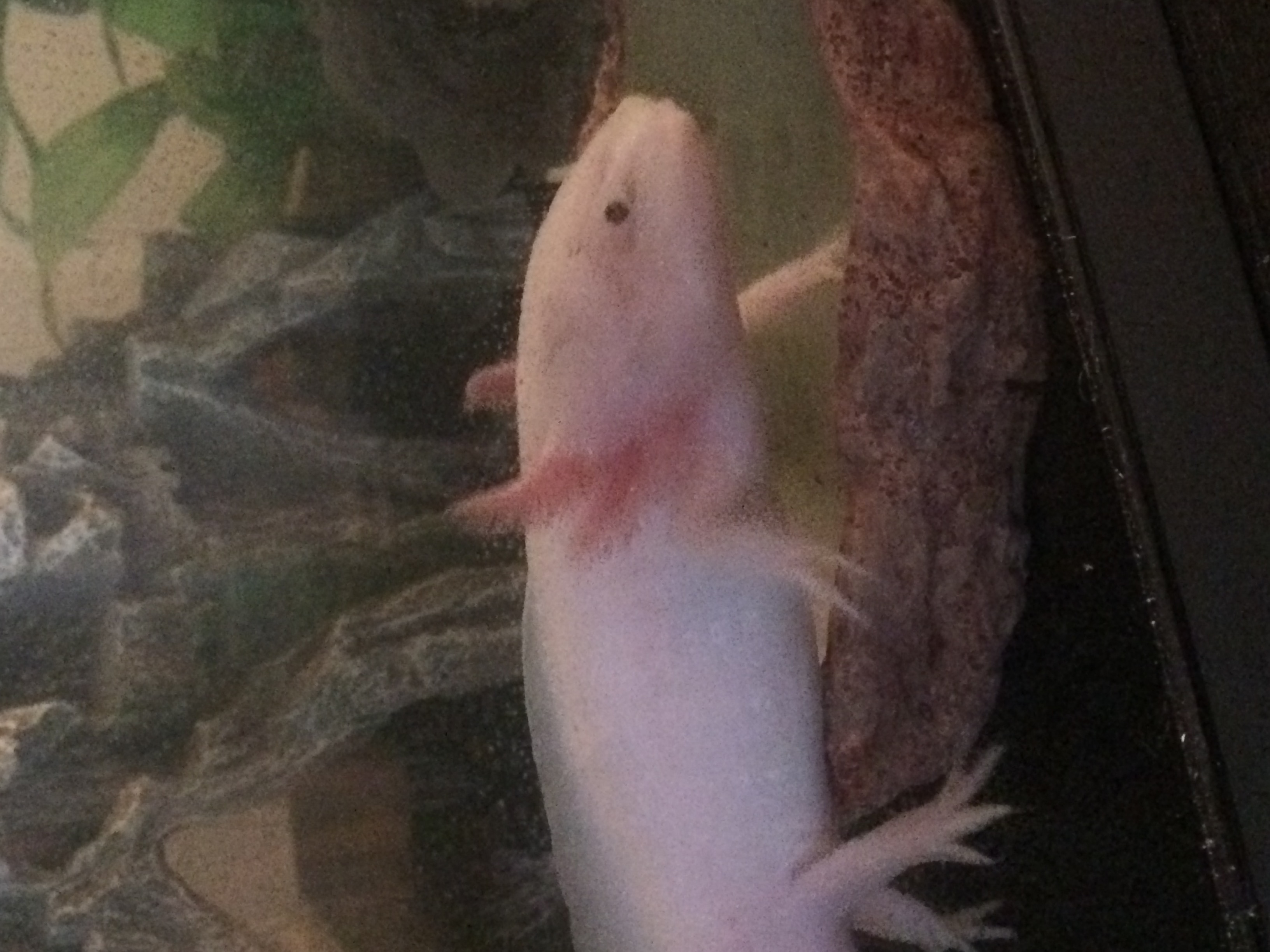 Melvin