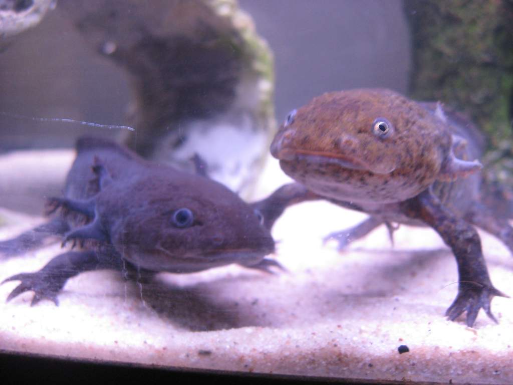 Mercurious (rip) and rasputin