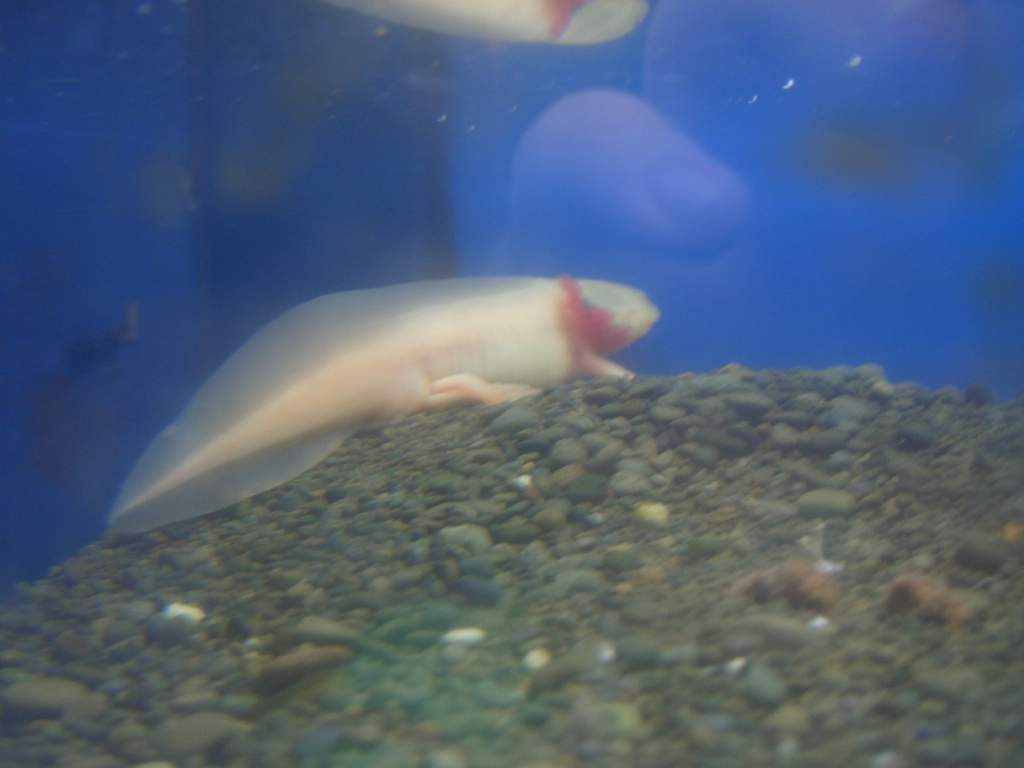 Merlin at the petstore, yes he was on gravel but is enjoying sand between his toes now!