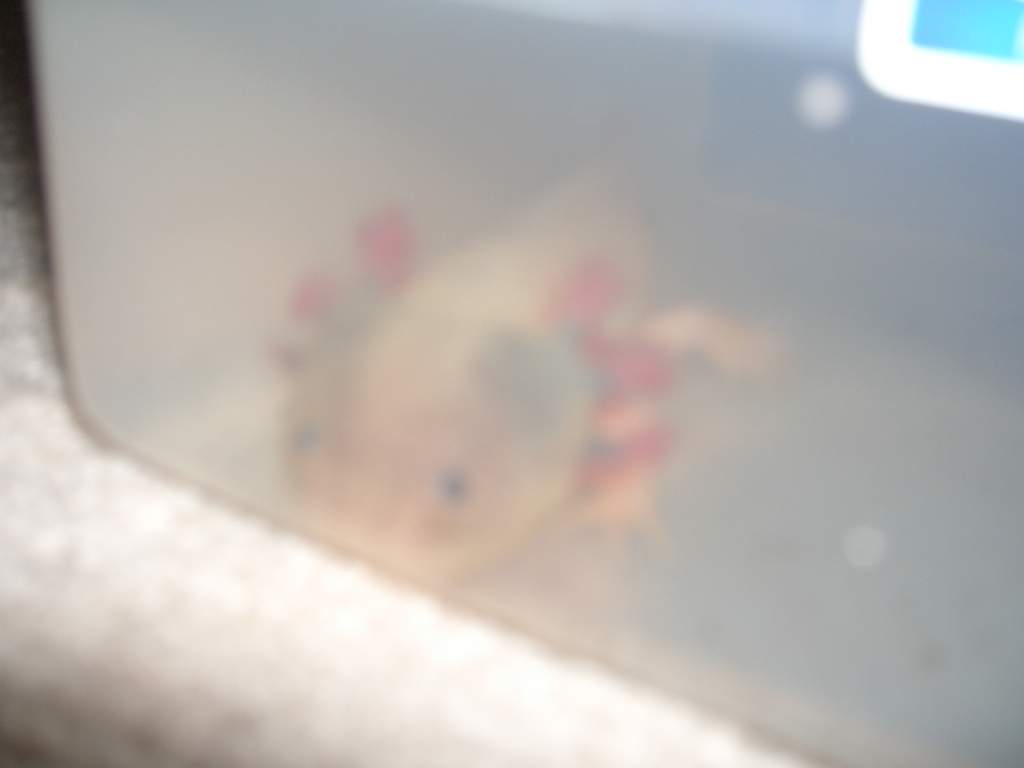 Merlin in his container before going into his new tank!