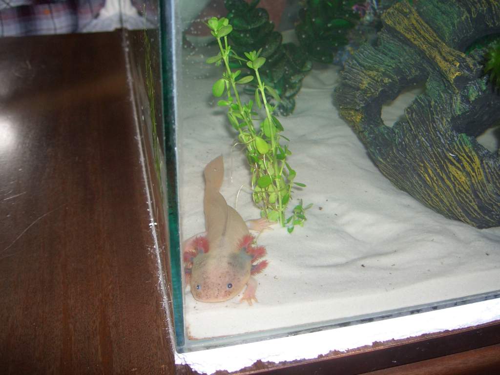 Merlin in his new tank