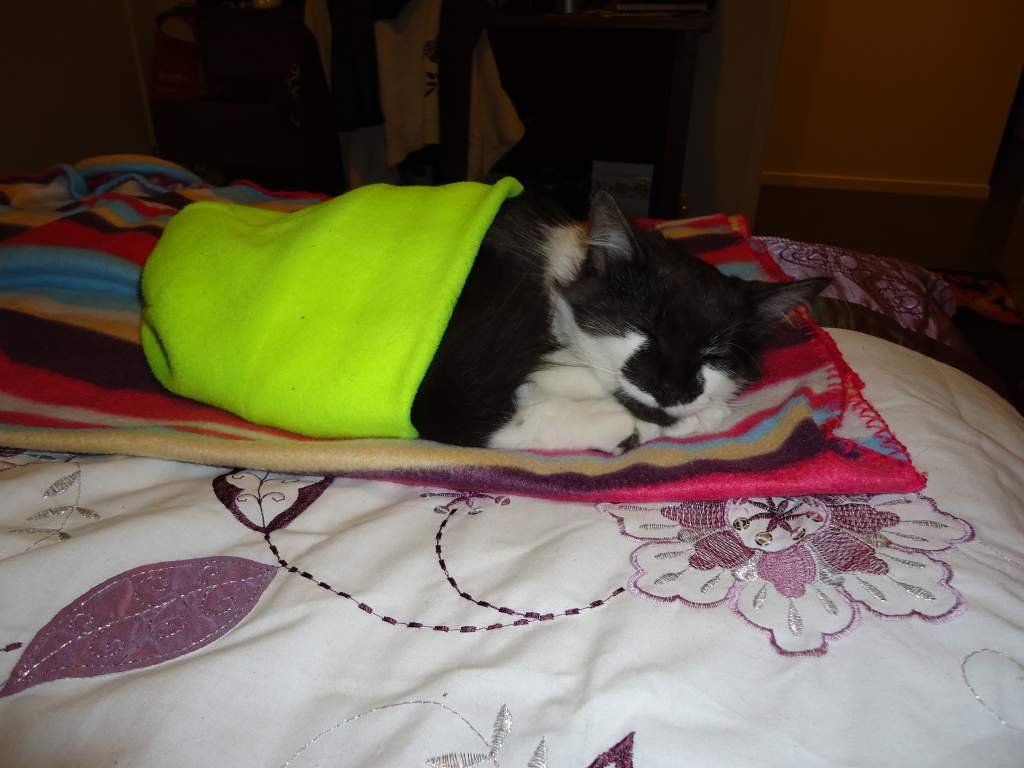 Merlin,

my baby!

(Yes he IS sleeping in my fluro beanie)